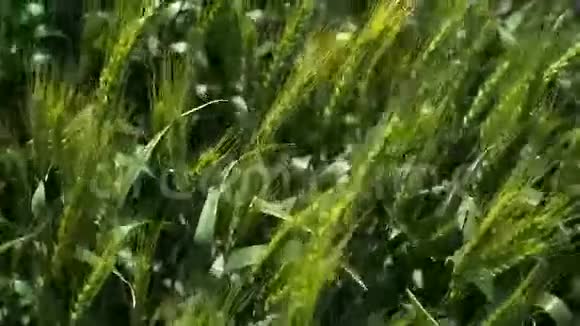 风中的绿色小麦视频的预览图