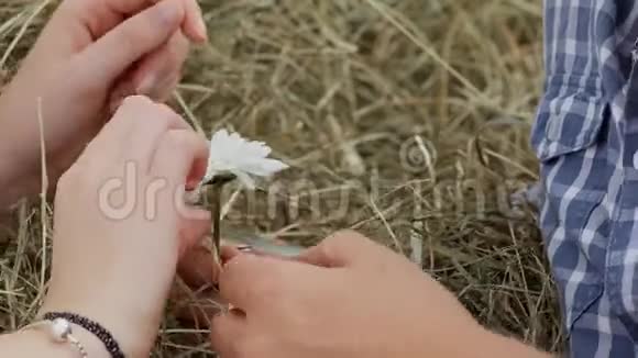 男人和女人撕下雏菊的花瓣特写视频的预览图