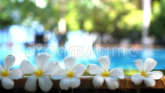 新鲜的白色佛兰吉帕尼梅热带奇花在模糊的游泳池水和佛兰吉帕尼树上概念视频的预览图