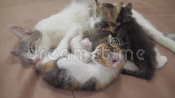 猫喂小猫慢动作视频猫妈妈和毛茸茸的小猫宠物小猫的生活方式视频的预览图
