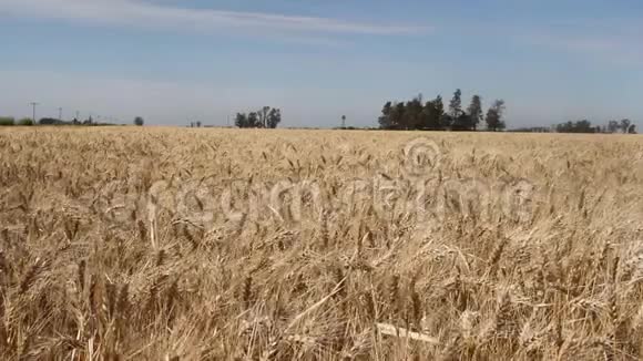 阿根廷农村的小麦种植区视频的预览图