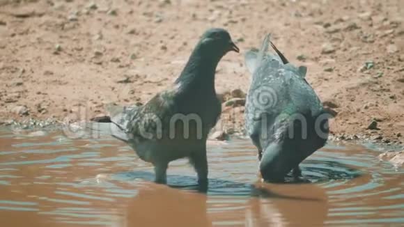 都市人在运动雨后沐浴在水坑里鸽子沐浴在水坑里的生活方式里夏天热得慢视频的预览图