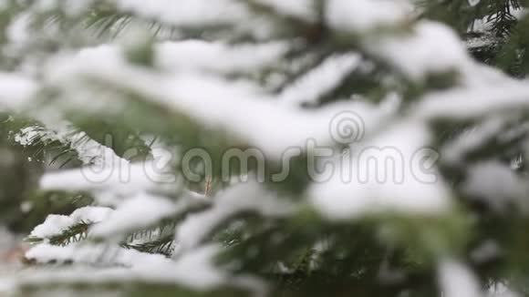 一棵雪覆盖的杉树枝冰冷的雪落在森林里视频的预览图