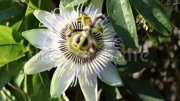 西番莲上的蜜蜂视频的预览图