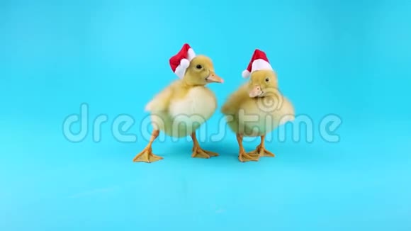 戴着圣诞老人帽子的有趣的圣诞小鸭子在水面上滑动视频的预览图
