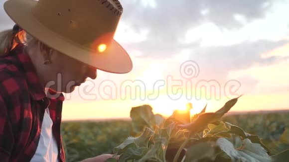 一个农民考虑在田里生长年轻的向日葵植物视频的预览图