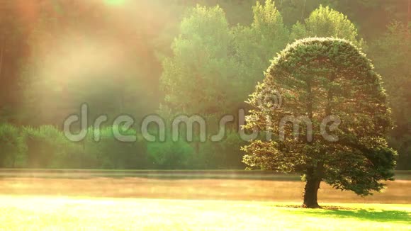 秋天的晨雾和树多动症视频的预览图