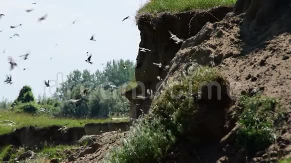 靠近河流的沙质悬崖羊群的天然栖息地视频的预览图