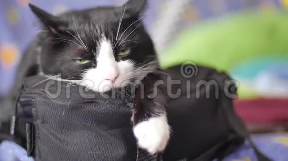 黑白猫躺在袋子上盯着视频的预览图