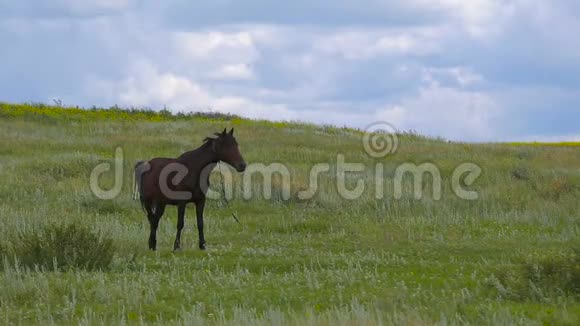 牧场上一匹深棕色的马视频的预览图