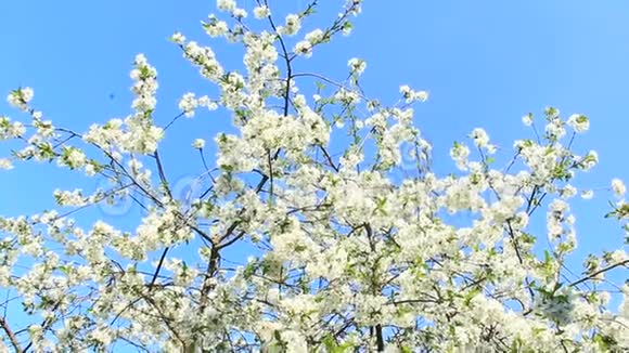 阳光下的樱花树白色的花盛开的花园视频的预览图