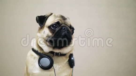 听音乐的可爱有趣的小狗的肖像视频的预览图