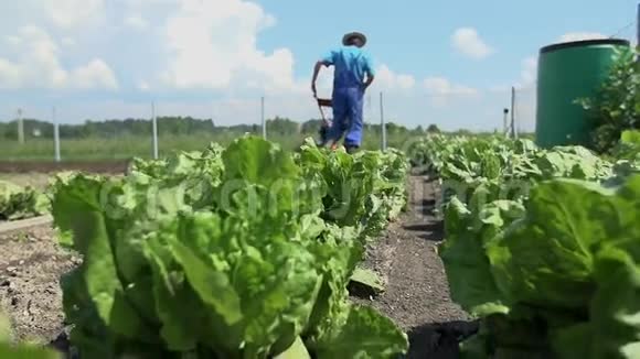 人类耕种健康蔬菜沙拉的土地视频的预览图