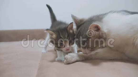 小猫和猫舔舌头猫舔小猫的舌头慢动作视频猫妈妈和猫妈妈视频的预览图