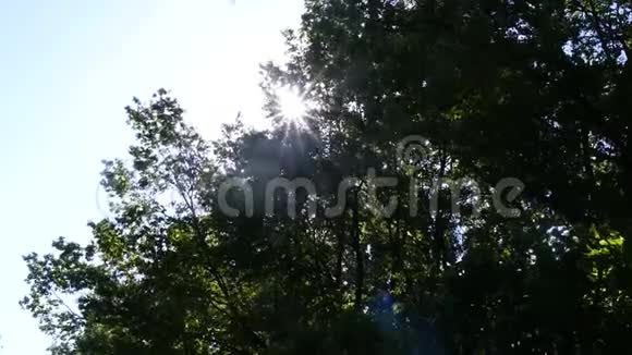 阳光透过绿树叶反射出来慢动作1920x1080全高清视频的预览图
