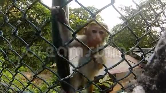 小猴子宝宝爬上格视频的预览图