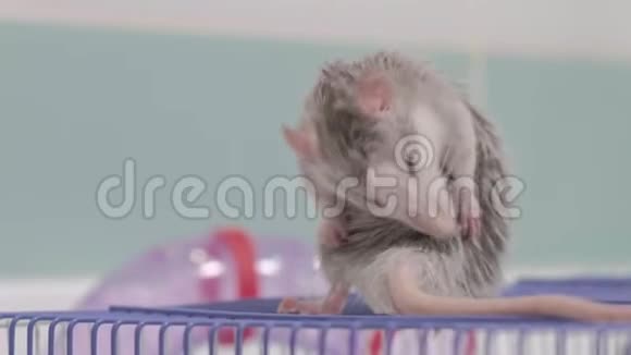 一个年轻的女人照顾一只宠物在水龙头下用水清洗一个平底锅打扫浴室里的笼子一只啮齿动物一只视频的预览图