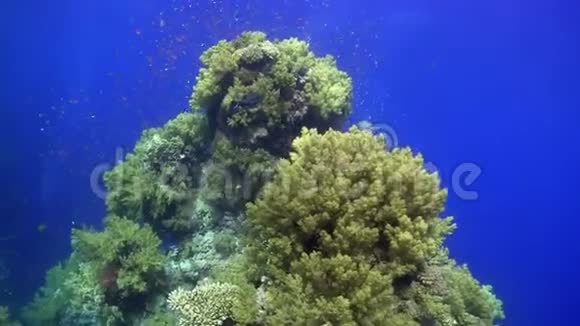 蓝尾干鱼蓝藻和红海珊瑚鱼视频的预览图