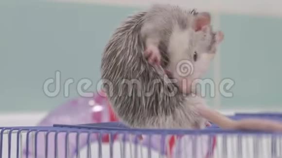 一个年轻的女人照顾一只宠物在水龙头下用水清洗一个平底锅打扫浴室里的笼子一只啮齿动物一只视频的预览图