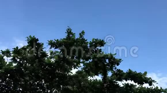 天空背景上的树开滑板车从摩托车上拿的亚洲视频的预览图