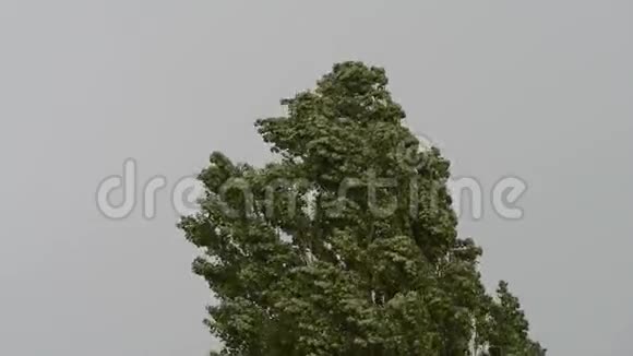 暴风雨中的树视频的预览图