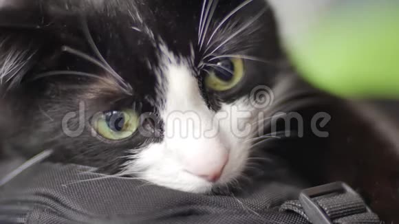 大黑白猫的颜色与大绿眼睛某处悲伤特写视频的预览图