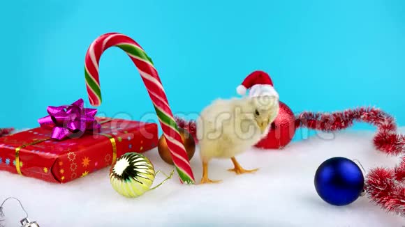 2017新年概念可爱的小公鸡站在圣诞糖果甘蔗附近视频的预览图