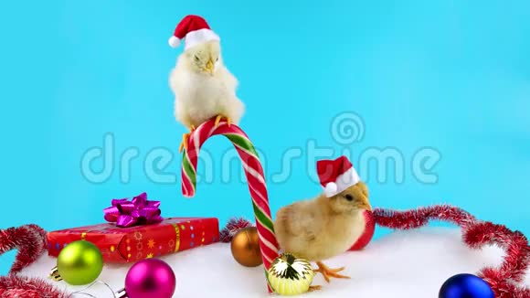 两个圣诞老人助手年轻的公鸡2017年新年的象征视频的预览图