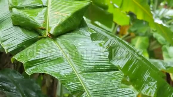 亚洲的雨季香蕉棕榈树种植园的热带雨落在香蕉叶上的水滴泰国视频的预览图
