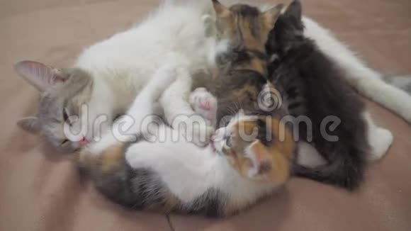 猫喂小猫慢动作视频猫妈妈和毛茸茸的小猫宠物猫概念生活方式视频的预览图