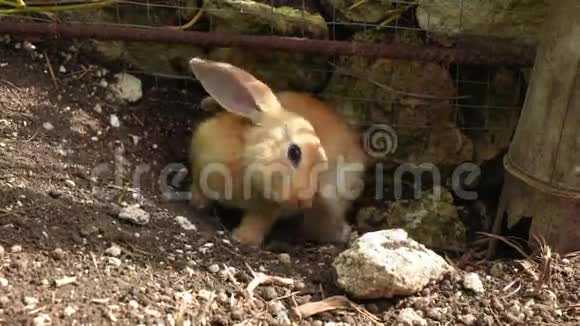 可爱的小兔子在栅栏附近用腿抓耳朵视频的预览图