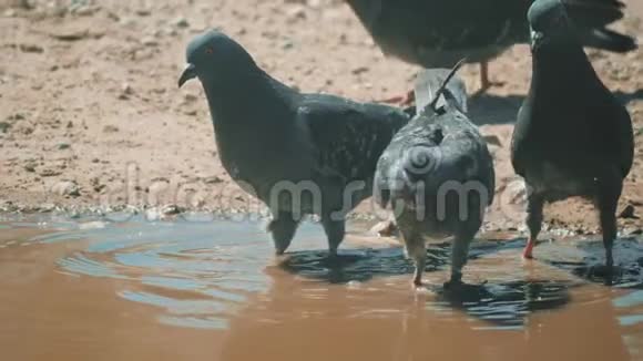都市人在运动雨后沐浴在水坑里鸽子在水中的水坑里洗澡生活方式炎热夏季缓慢视频的预览图