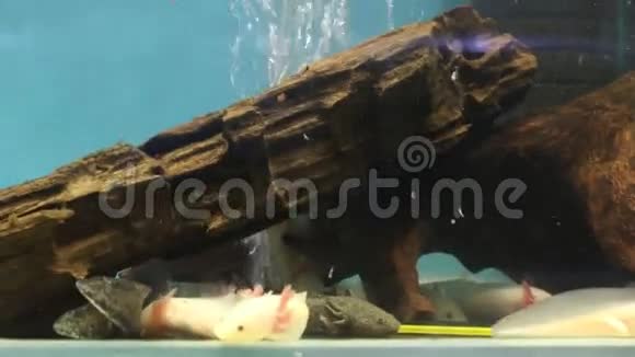 水族馆透明水中的热带鱼视频的预览图