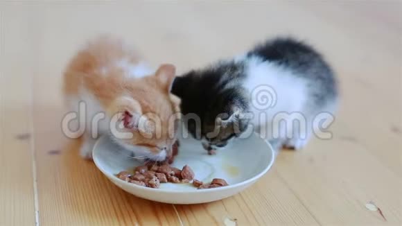 两只小可爱的小猫吃着碟里健康的猫粮视频的预览图