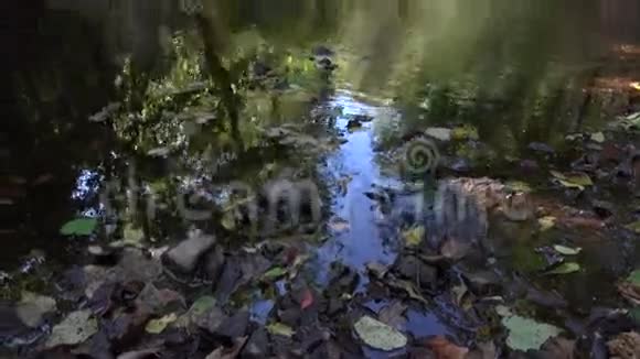 伍兹池塘倾斜射击视频的预览图