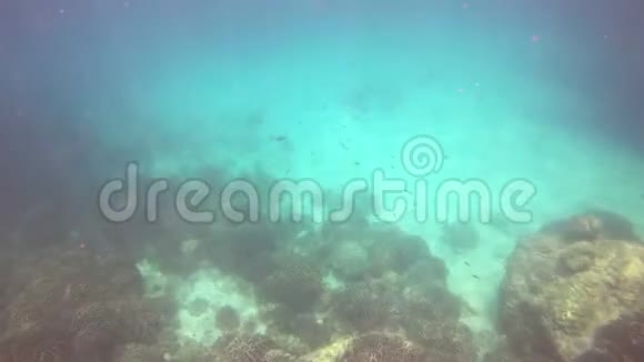 普吉岛海底安达曼海和鱼视频的预览图