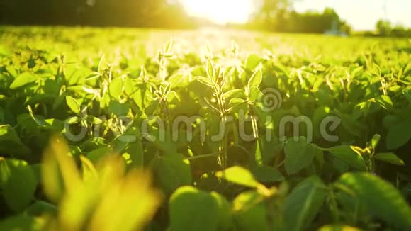 大豆在日落时盛开农业大豆种植背景视频的预览图