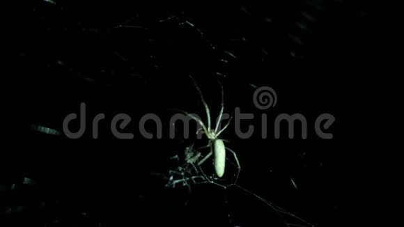 蜘蛛在网络上吃虫子夜视高清慢镜头泰国视频的预览图