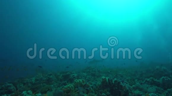 苏丹红海珊瑚中的灰礁鲨鱼视频的预览图