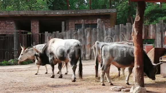 年轻的牛和公牛在农场里觅食视频的预览图