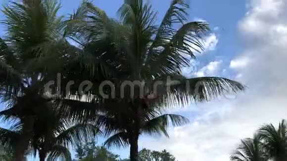 天空背景上的棕榈树开滑板车从摩托车上拿的亚洲视频的预览图