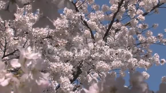 樱花盛开放大视频的预览图
