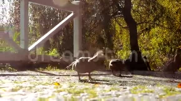 公园里的鸭子视频的预览图