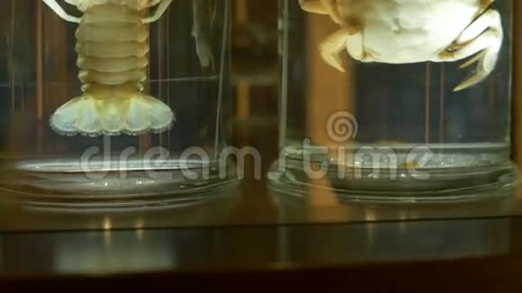 蟹和小龙虾保存视频的预览图