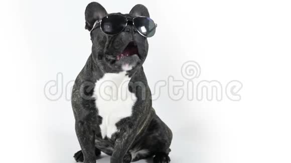 法国斗牛犬坐在眼镜里舔视频的预览图