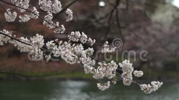 在东京的伊诺卡什拉公园附近的池塘边开花视频的预览图