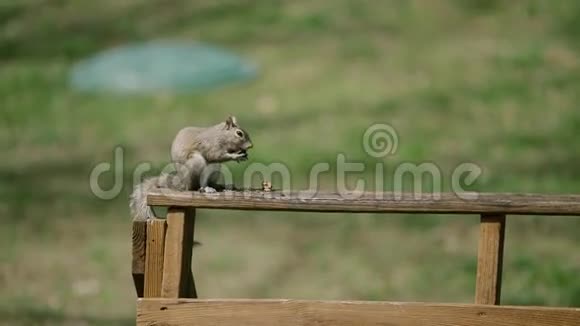 美国松鼠塔米阿斯基鲁斯胡德森尼坐在公园里吃东西视频的预览图