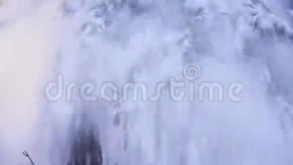 快乐的疯子在冬天的森林里摇雪树视频的预览图
