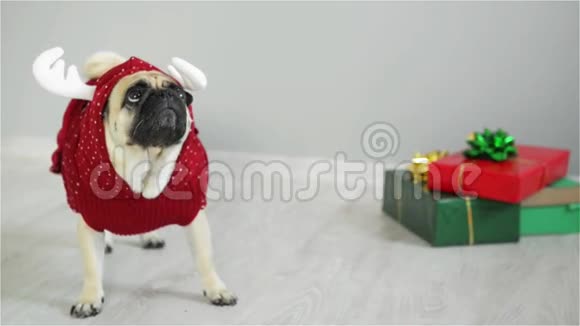 狗的可爱狗是一个节日穿着驯鹿的衣服站在礼物旁边的明亮包装视频的预览图