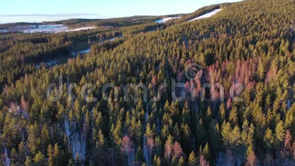 冬季松林无人机镜头视频的预览图